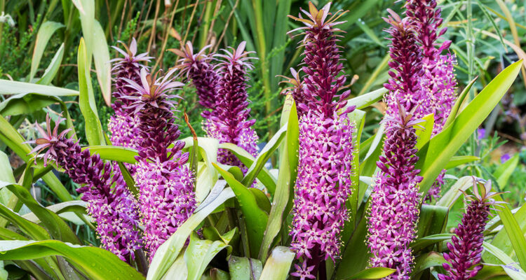 Eucomis