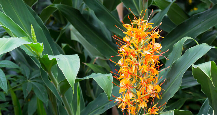 Hedychium