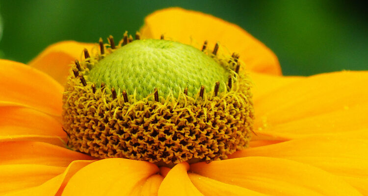 Helenium