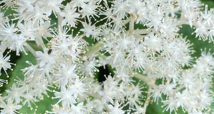 Rodgersia podophylla
