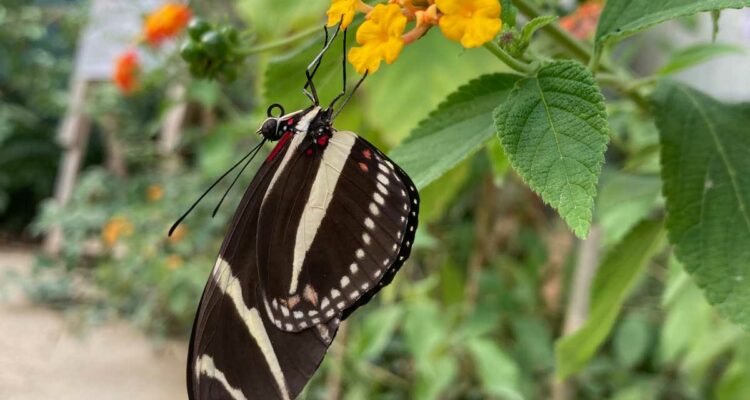 Papillon - Jardin des tropiques