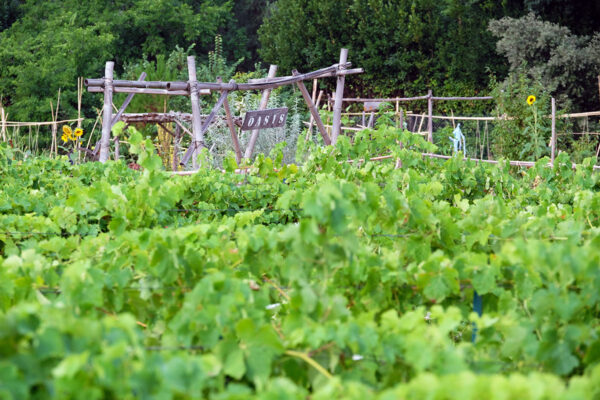 Oasis citadine-Montpellier-by-Didier Hirsch_DHF8556 Oasis citadine