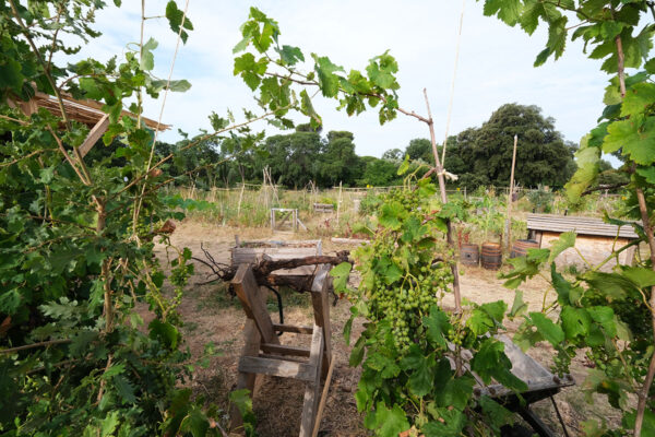 Oasis citadine-Montpellier-by Didier Hirsch_DSF4237 Permaculture à Oasis citadine
