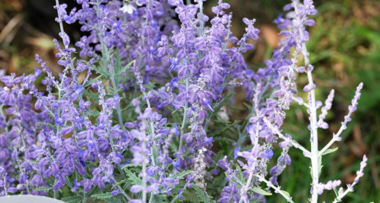 Peovskia 'Lacey Blue'