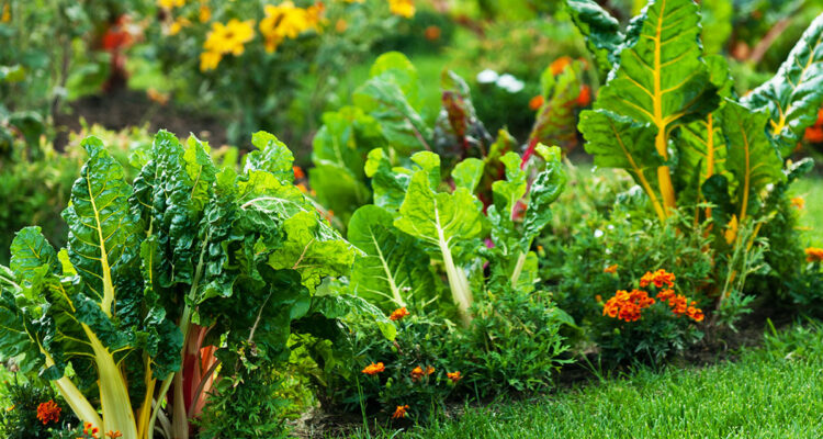 potager coloré