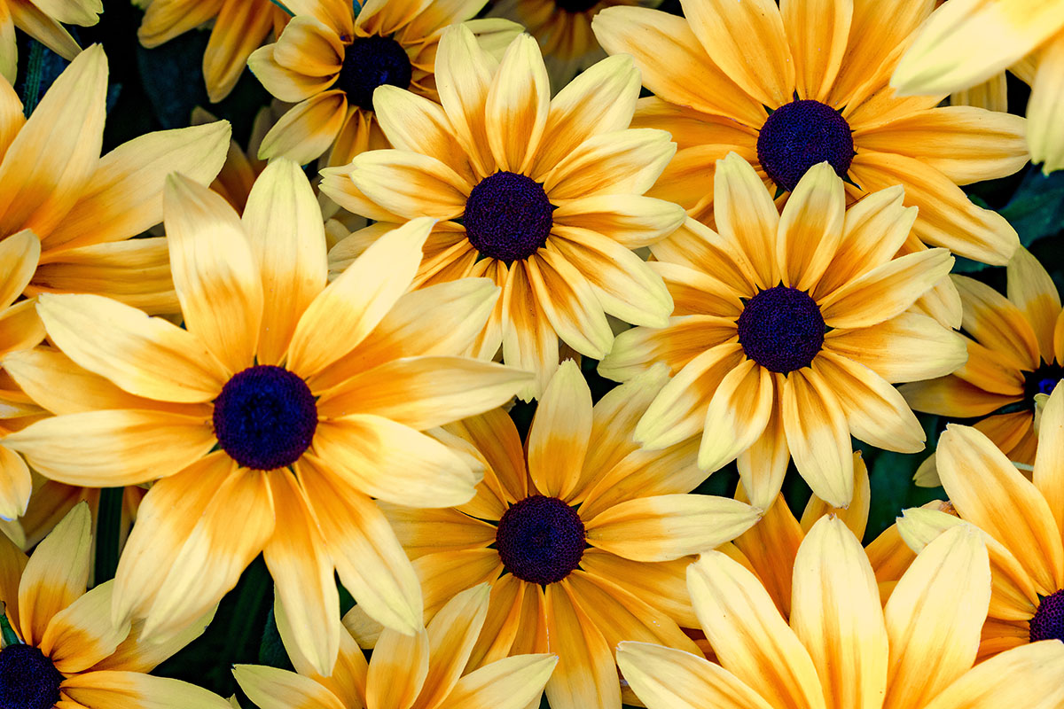 Rudbeckia
