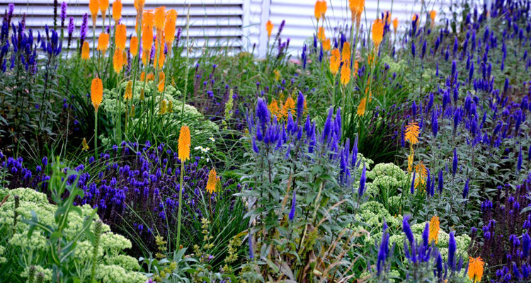 sauge, tison de satan