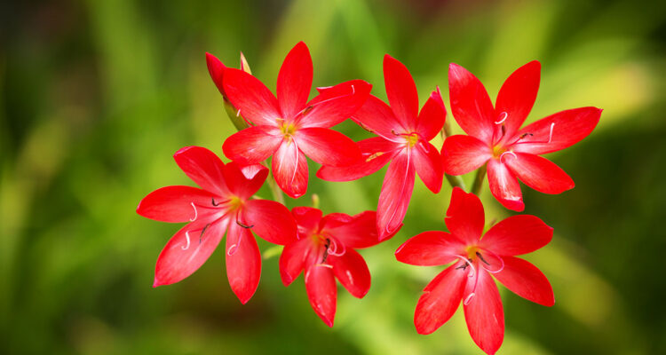Schizostylis coccinea