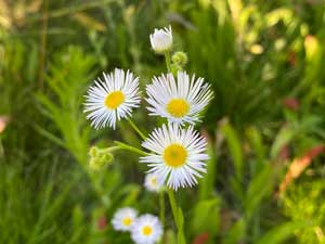 sha-shadoll-3ot6nQN1p1Q-unsplash Paquerettes