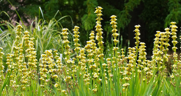 sisyrinchium en massif