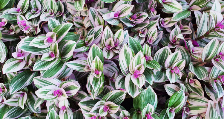 Tradescantia