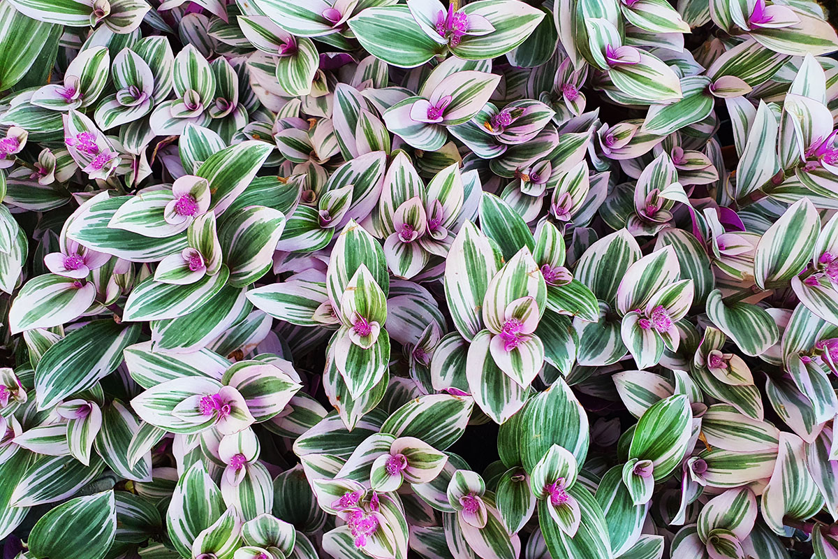 Tradescantia