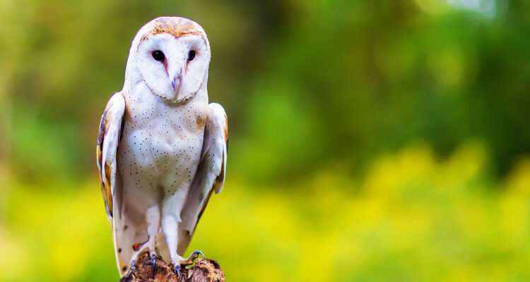 chouette efrraie