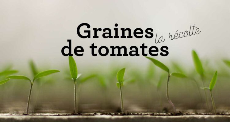 Récoltez les graines des tomates
