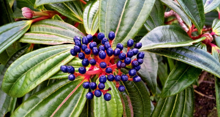 viburnum davidii