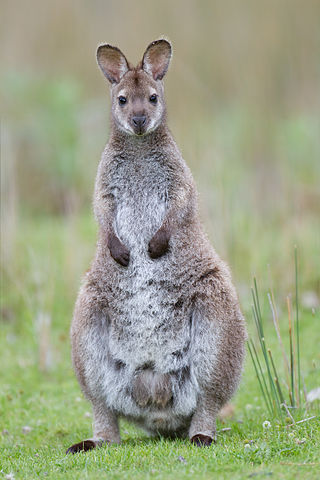 320px-Macropus_rufogriseus_rufogriseus_Bruny - Noodle snacks calendrier lunaire du 23 octobre