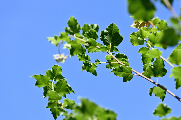 Acer sempervirens ©CDesheulles-Edit Érable à feuillage persistant