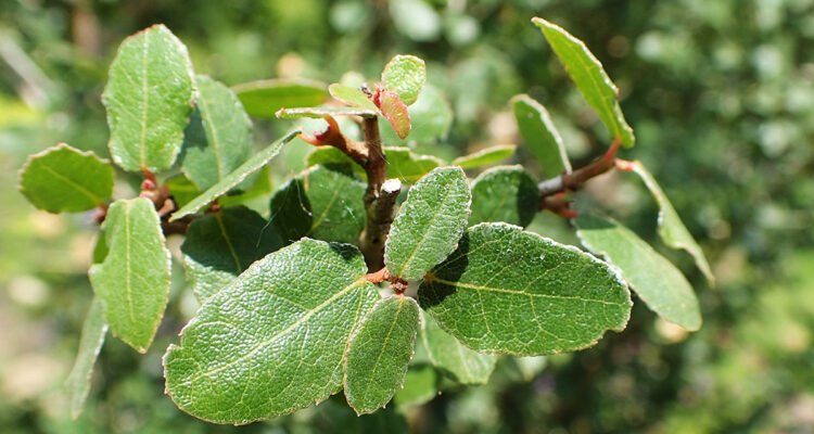 érable a feuillage persistant