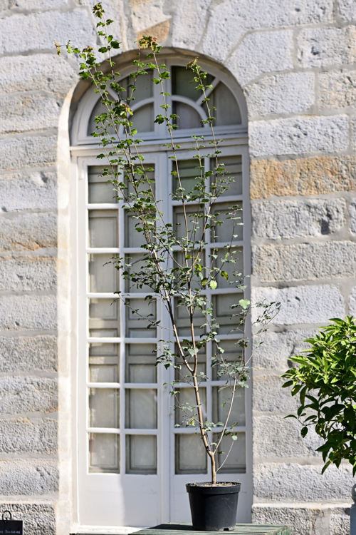 Acer sempervirens©CDesheulles-Edit erable à feuillage persistant