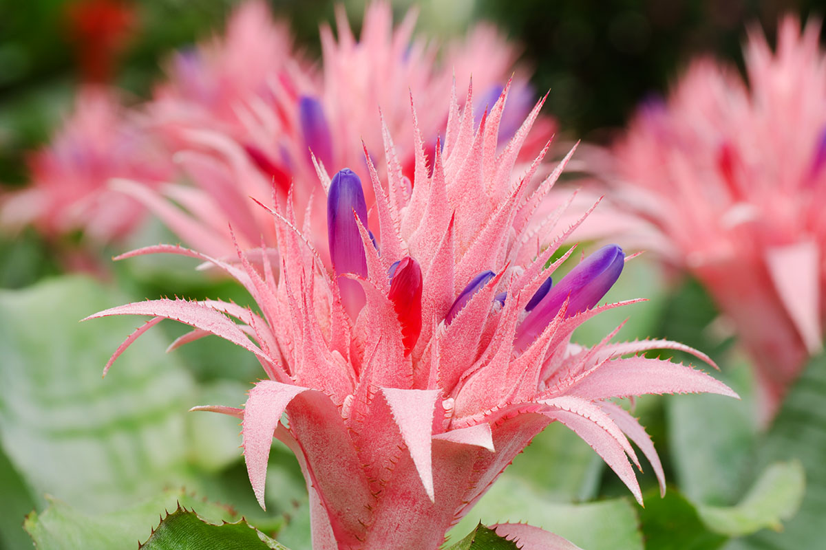 Aechmea fasciata