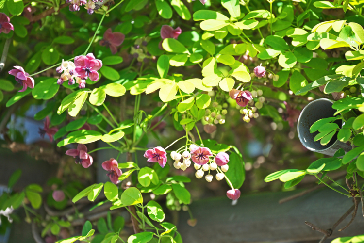 Akebia - igaguri_1 -Edit tout savoir sur les akebia