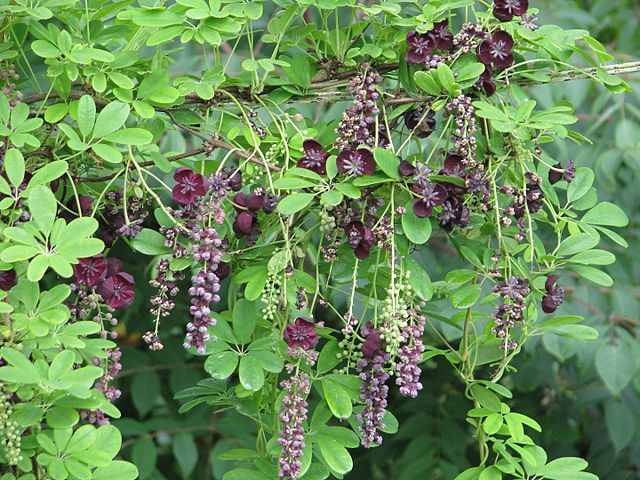 Akebia_longeracemosa_-_Flickr_-_peganum_(4) tout savoir sur les akebia