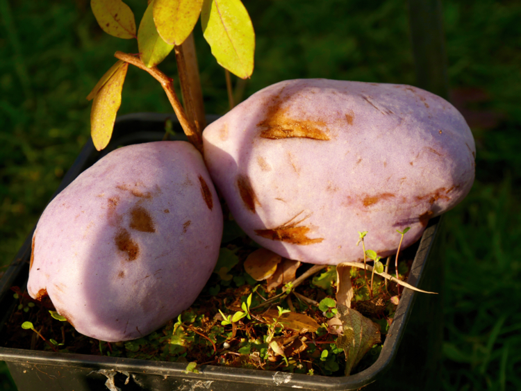 Akebia quinata - fruit - plante grimpante-Edit Tout savoir sur les akebia