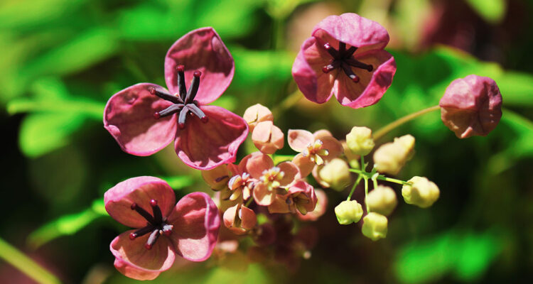 tout avoir sur les akebia