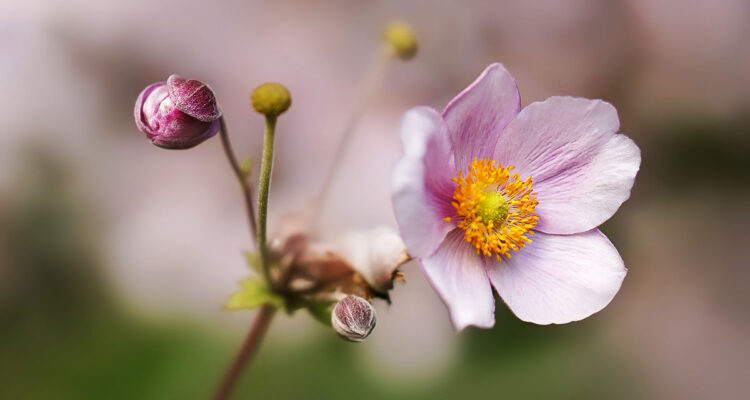 fleur d'automne