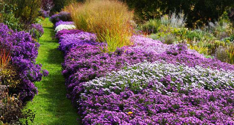 plantes d'automne