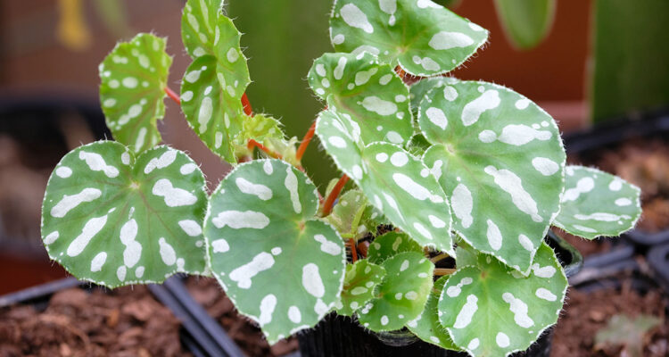 bégonias pour terrariums