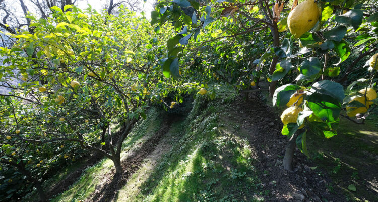 citron de menton