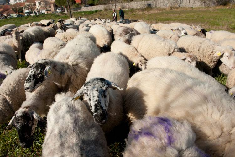 ecozoone 10 mouton-Edit ecopaturage