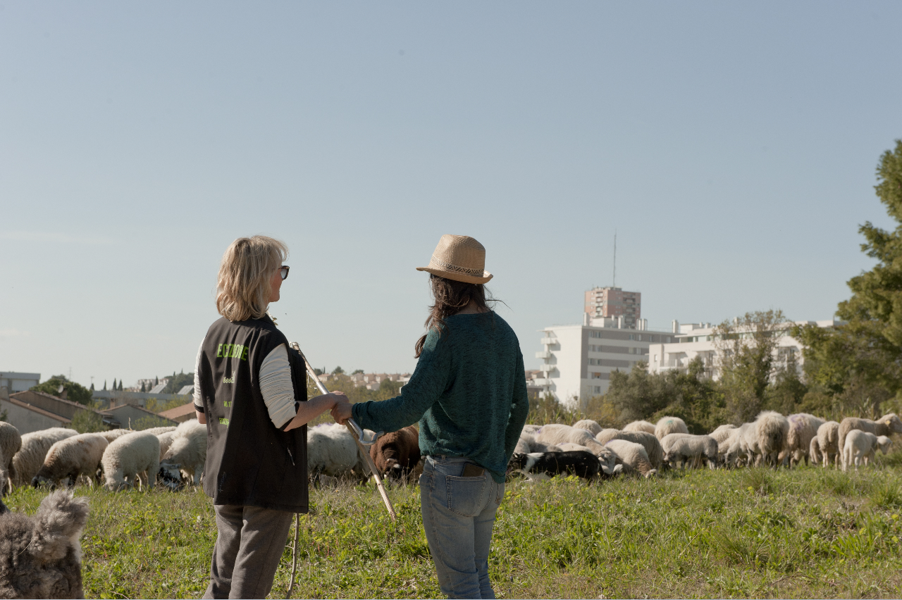 ecozoone - berger urbain ecopaturage