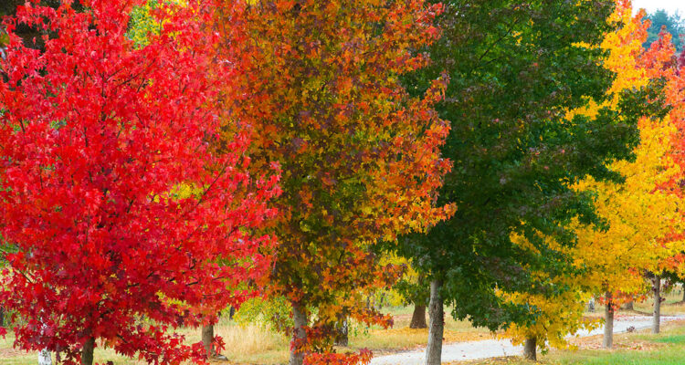 liquidambar