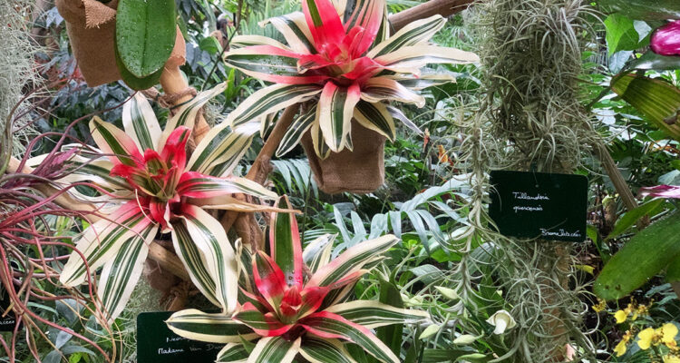 plantes épiphytes au Museum
