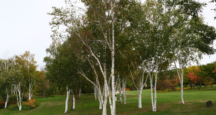 jardin du bois marquis