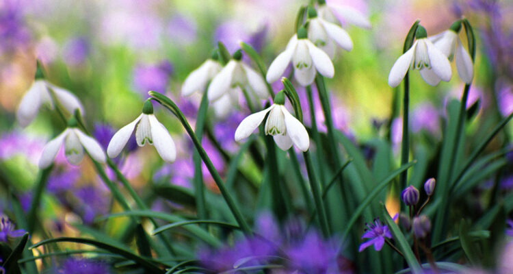 pour fleurir l'hiver et le printemps