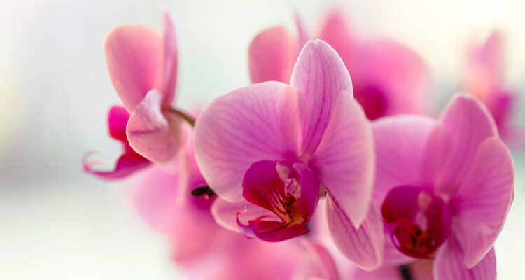 calendrier lunaire du 14 octobre