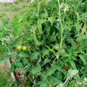 potager tomate sarlat potager tomates