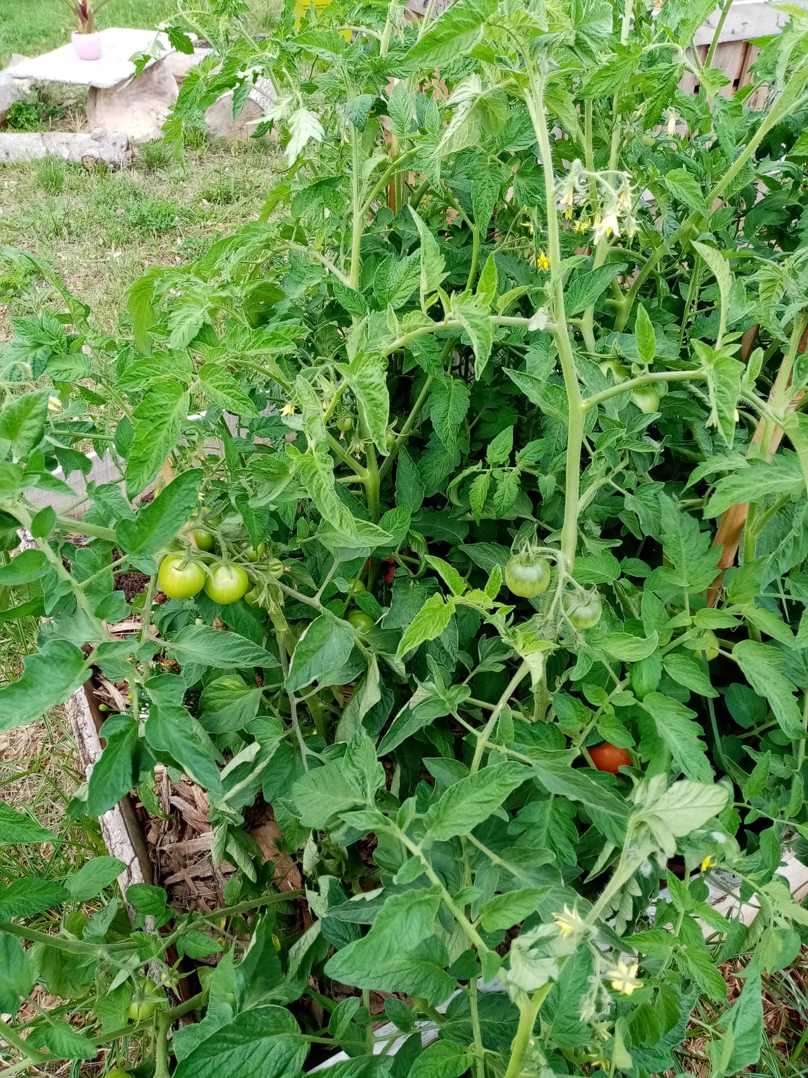potager tomate sarlat potager tomates