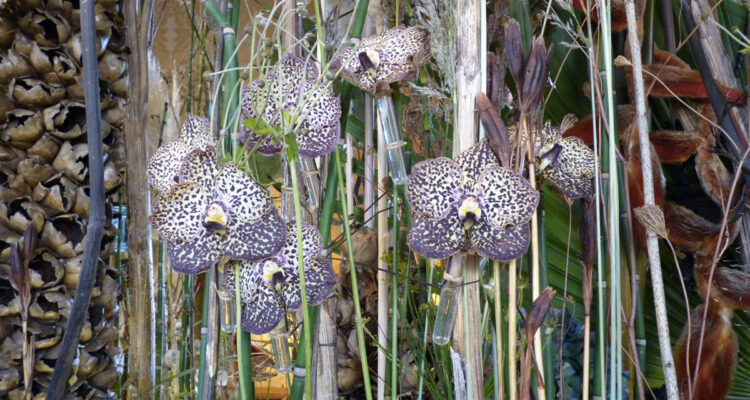 Orchidées, Frédéric Dupré