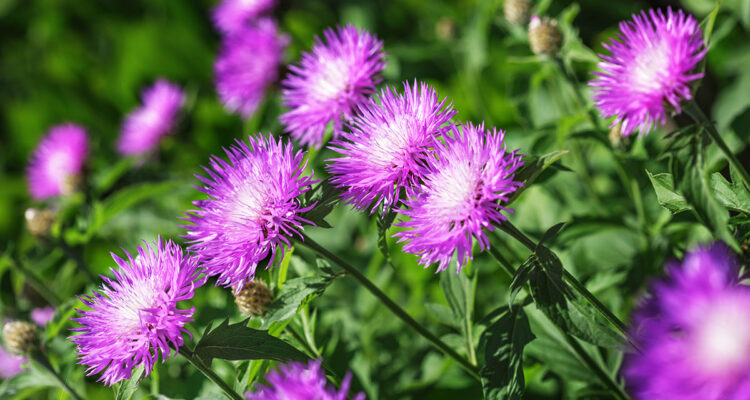 aster de chine