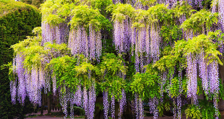Quelles grimpantes pour quelle exposition
