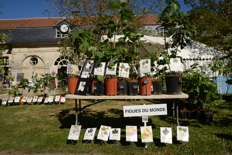 2016__11551- Figues-monde. Ficus carica-Edit choisir une variété de figuier