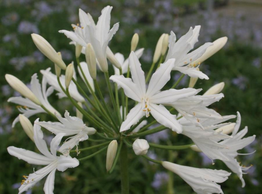 AGAPANTHE-haute-VALLEE-DE-LA-SARTHE-1 calendrier de l'avent Hortus Focus