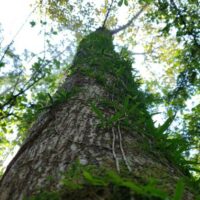 Amazonie-dieny-portinanni-unsplash Gardiens de la nature : la forêt