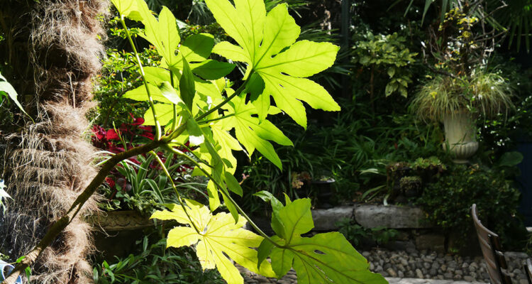 Fatsia japonica