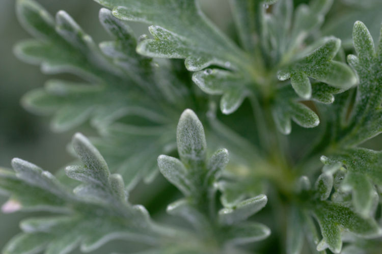 artemisia powis castle - NicoleCastleBrookus -Edit Profession pépiniériste