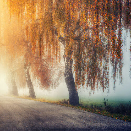 automne - brouillard - saule - salix - johannes-plenio-xcpgx74n2Eg-unsplash-1200x800 calendrier lunaire du 24 novembre 2021